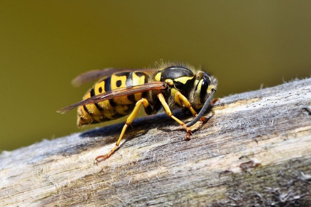 wasp on a log