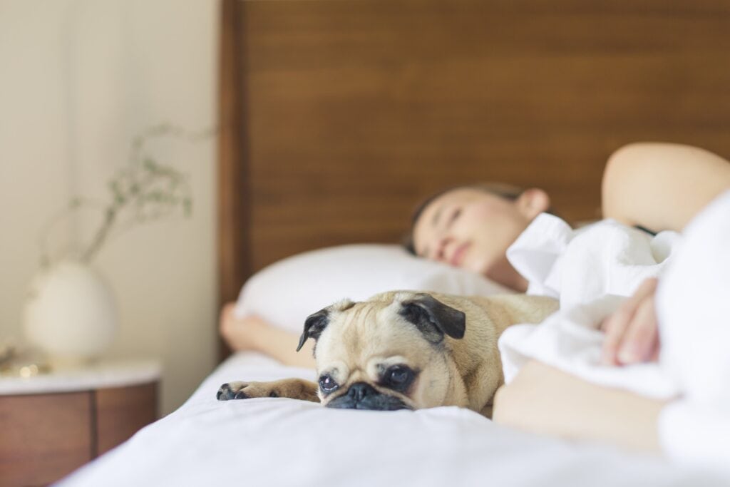 dog sleeping on bed next to woman
