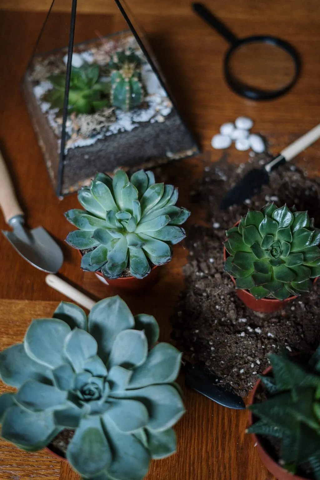 succulent plants and dirt on a table