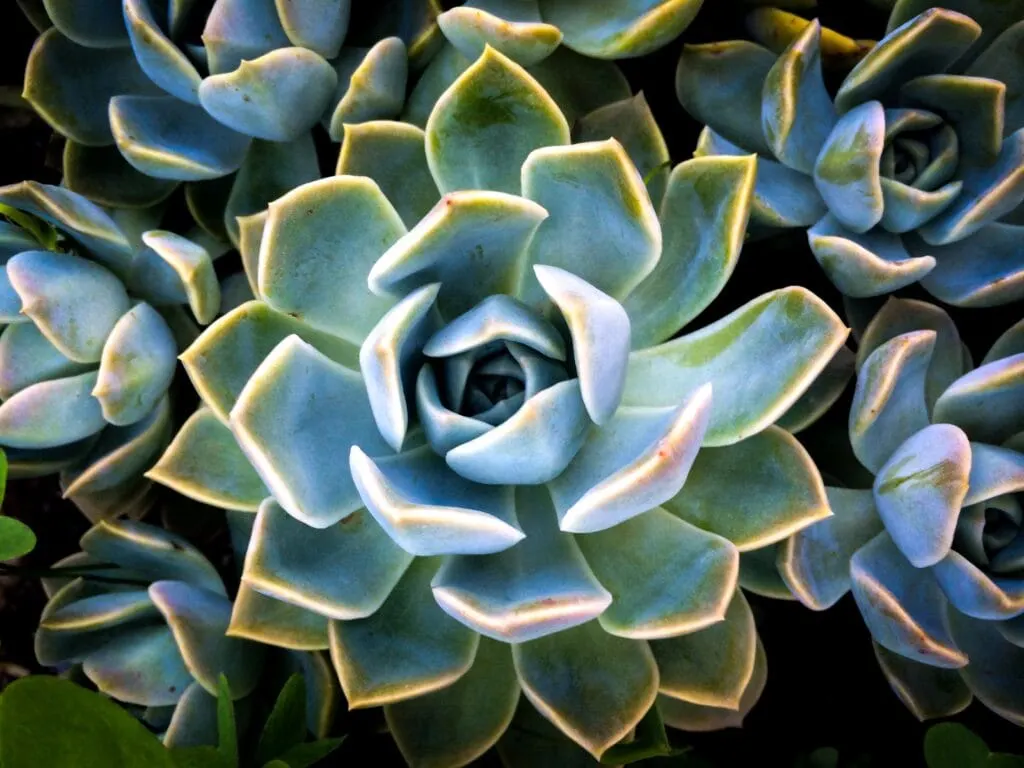top view of succulent plant