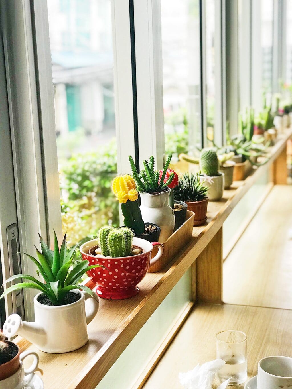 plants lined up in the window soaking up the sun