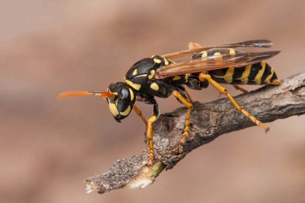 wasp on a stick