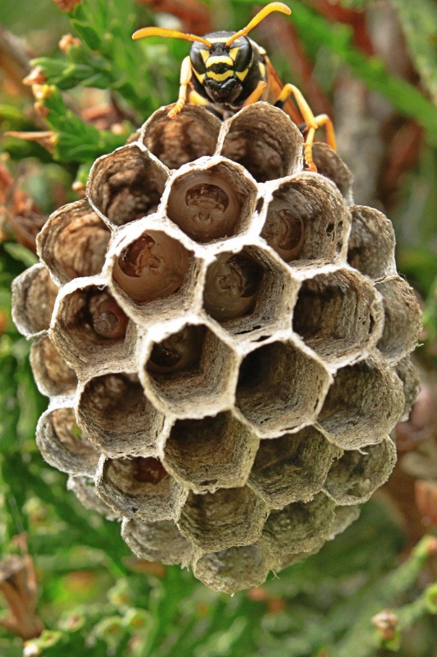 wasp hive