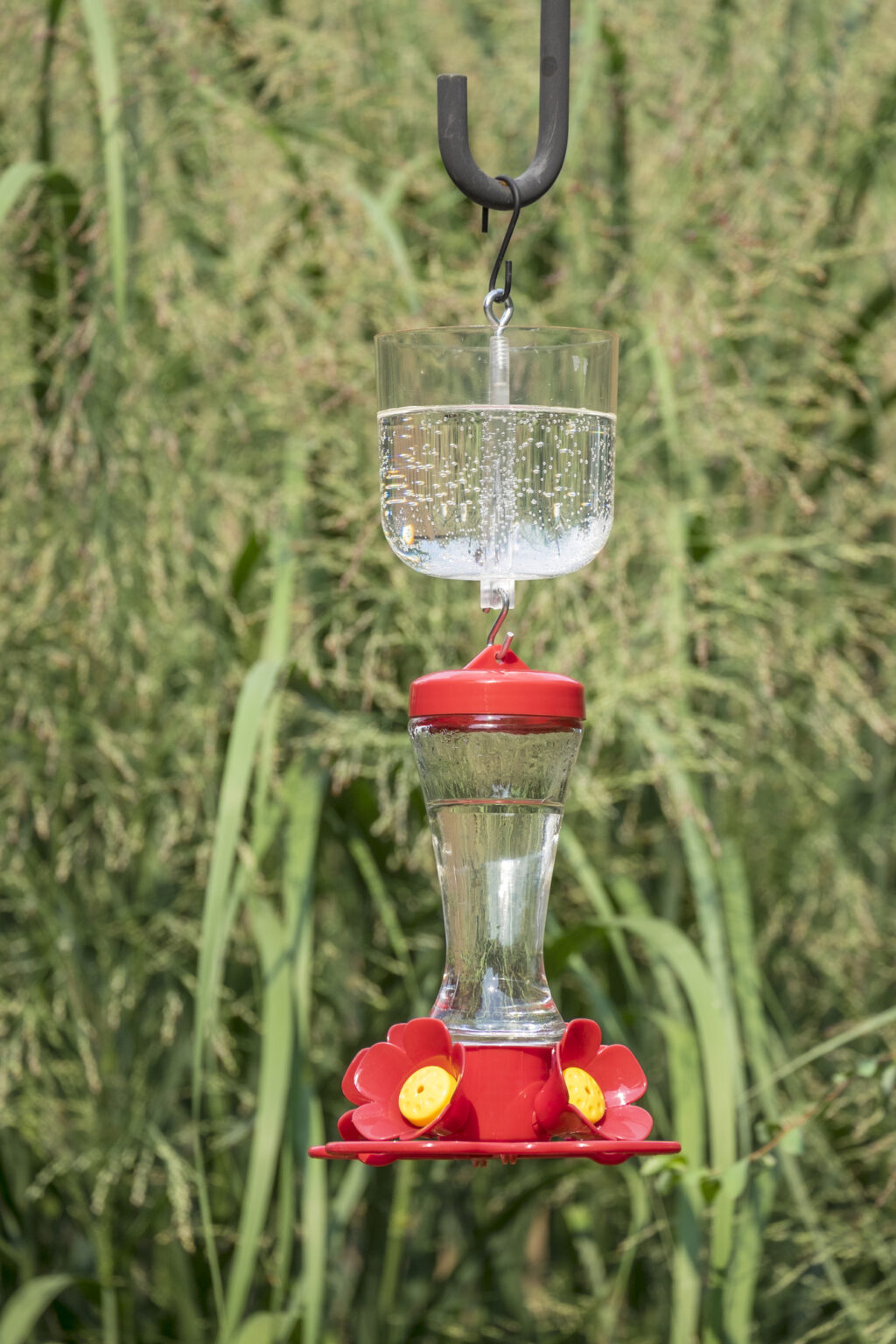humming bird nectar inside hummingbird feeder