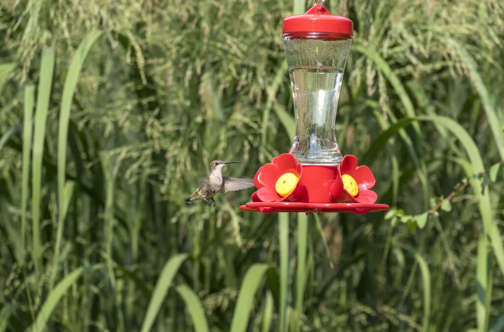 hummingbird on hummingbird feeder