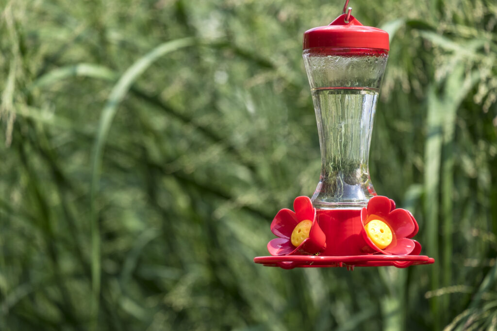 homemade hummingbird nectar in hummingbird feeder