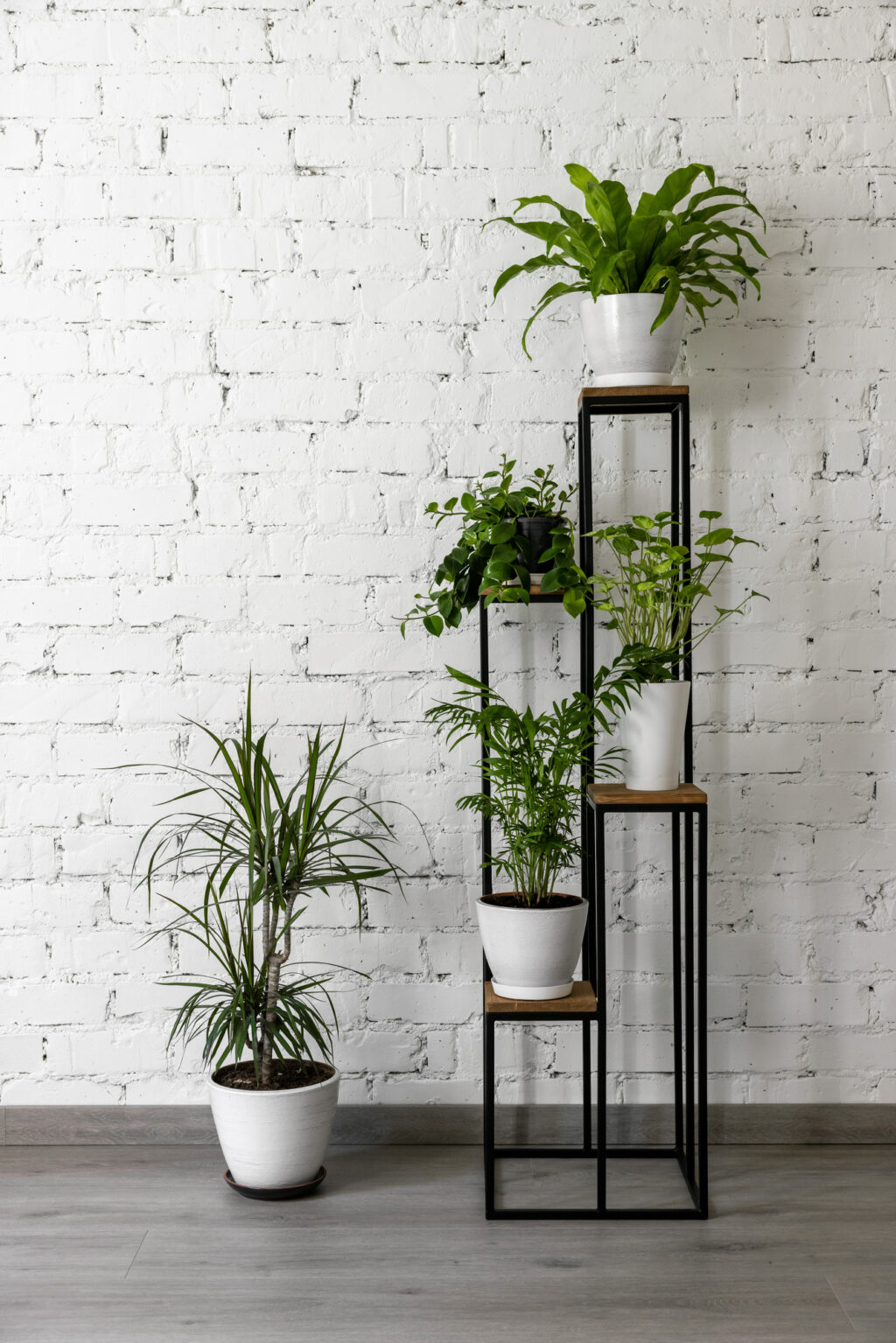 image with some of the Best Indoor Air Purifying Plants