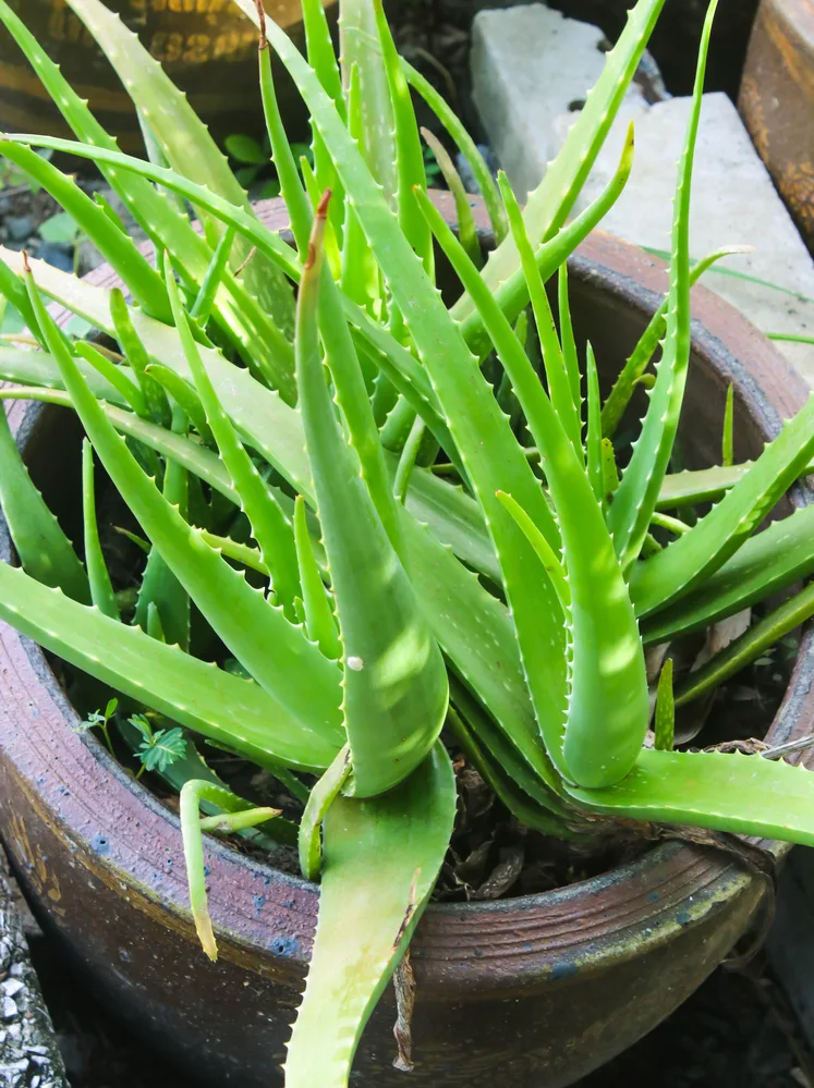 aloe vera plant in pot
